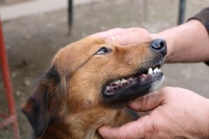 can a tooth abscess kill a dog