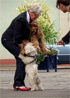 dog jump up on me not husband