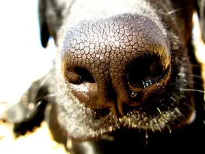 dog nose dripping