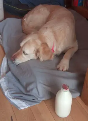 milk dog constipation