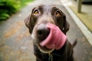 Dog runny nose loose stools