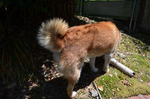 breeds dogs fluffy tails