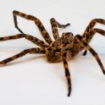 wolf spiders poisonous to dogs