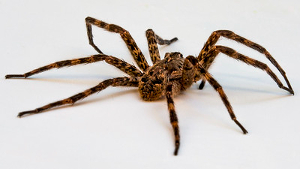 wolf spiders poisonous to dogs