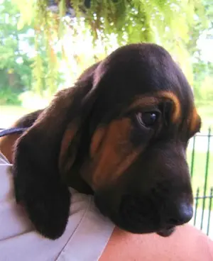 What dog breeds have an occiput