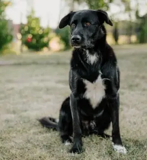 7 Black dogs with white chests