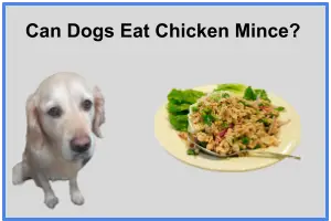 Can Dogs Eat Chicken Mince