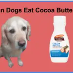 Can Dogs Eat Cocoa Butter