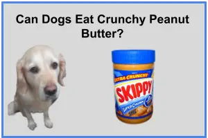 Can Dogs Eat Crunchy Peanut Butter