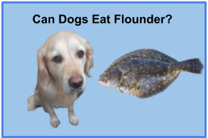 Can Dogs Eat Flounder