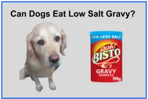 Can Dogs Eat Low Salt Gravy 1