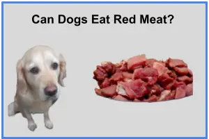 Can Dogs Eat Red Meat