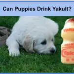 Can Puppies Drink Yakult