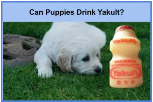 Can Puppies Drink Yakult