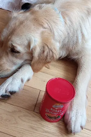 Can dogs have Bisto gravy