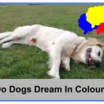Do Dogs Dream in Colour
