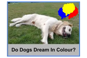 Do Dogs Dream in Colour