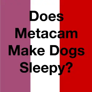 Does Metacam Make Dogs Sleepy