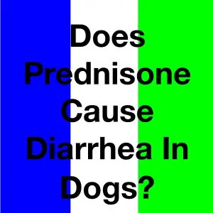 Does Prednisone Cause Diarrhea In Dogs