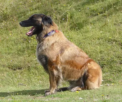 Estrela Mountain Dog