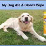 My Dog Ate A Clorox Wipe