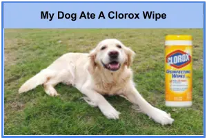 My Dog Ate A Clorox Wipe