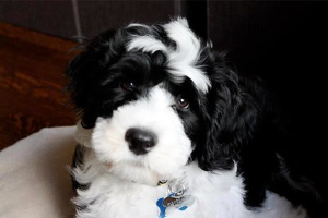 Portugese Water Dog