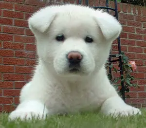 White Akita Inu