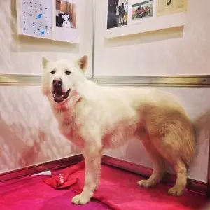White Eskimo dog