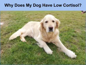 Why Does My Dog Have Low Cortisol 4