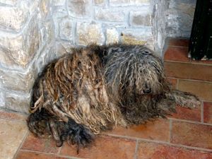 bergamasco sheepdog