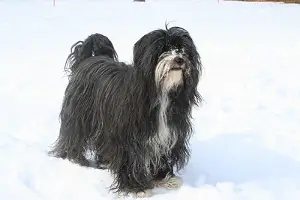 black and white long haired dogs