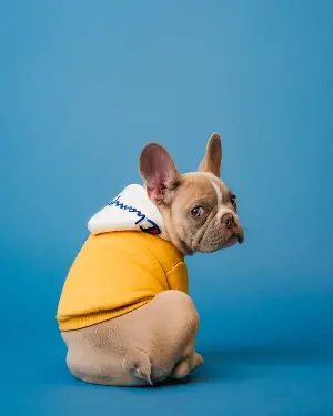 dog spinning bottom