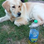 dog vegetable oil dry skin 1