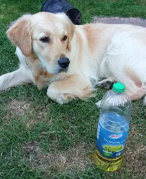 dog vegetable oil dry skin 1