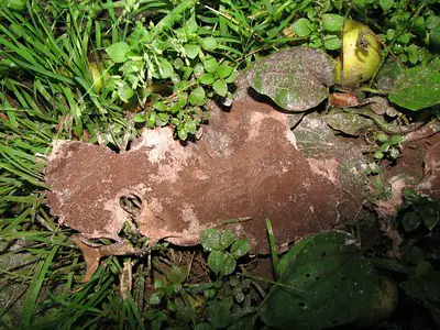 dog vomit pink foam