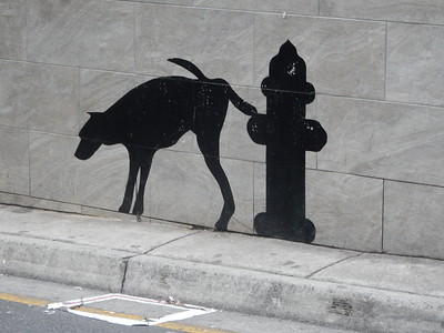 male dogs uti