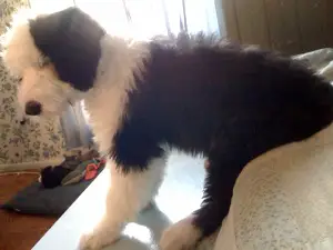 old english sheepdogs have black and white hair