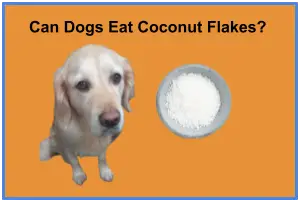 Can Dogs Eat Coconut Flakes 1