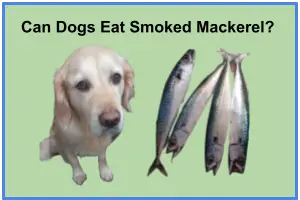 Can Dogs Eat Smoked Mackerel 1