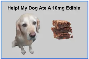 My Dog Ate a 10mg Edible 1