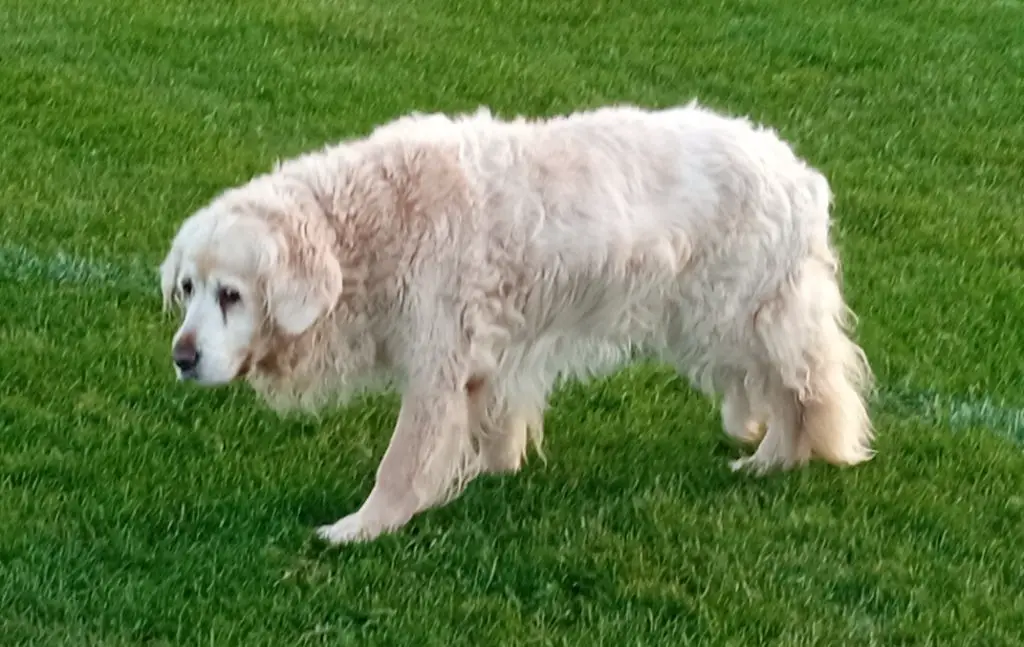 dog back legs weak after seizure