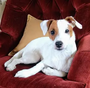 parson russell terrier with spots