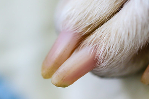 dog eat nail clipping
