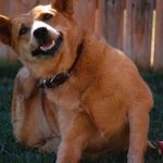 Why Is My Dog Itching After Grooming