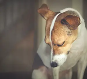 diabetic dog diarrhea