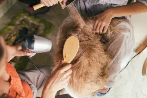 dog scoot grooming