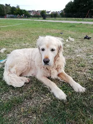 hair loss dog no itching 1