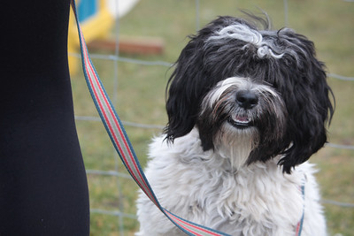 A photo of a Tibetan Terrier