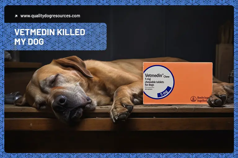 A dead dog next to a box of Vetmedin